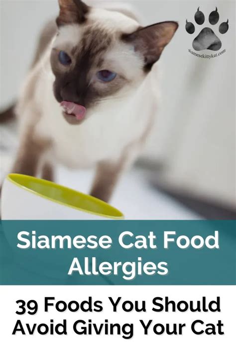 cat food for siamese cats|siamese cat food allergies.